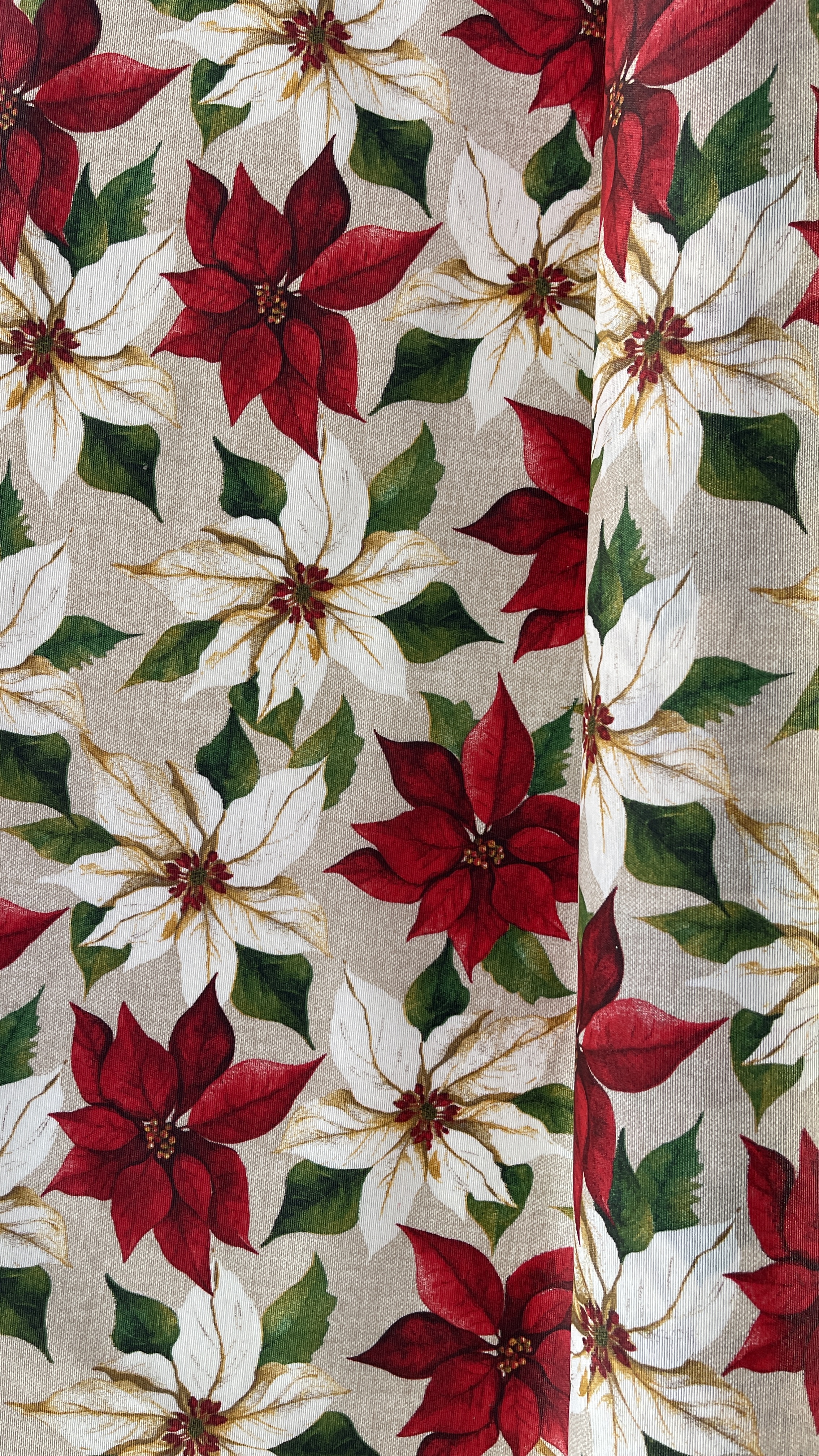 Navidad - Flor Pascua Roja Y Blanca